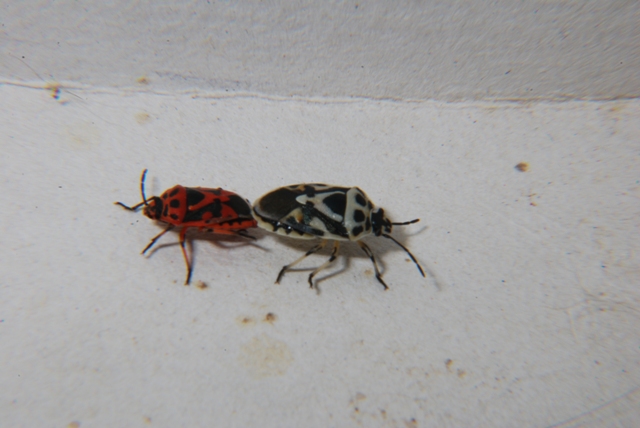 Pentatomidae: Eurydema ornata di Romagna